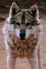Wolf and Husky, Wolves, Alaska, AMDV01P02_02B.1711