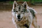 Wolf and Husky, Wolves, Alaska, AMDV01P02_03.1711