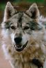 Wolf and Husky, Wolves, Alaska, AMDV01P02_03B.1711