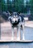 Wolf and Husky, Wolves, Alaska, AMDV01P02_04