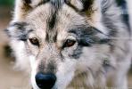 Wolf and Husky, Wolves, Alaska, AMDV01P02_05