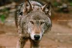 Wolf and Husky, Wolves, Alaska, AMDV01P02_07.1711