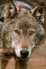 Wolf and Husky, Wolves, Alaska, AMDV01P02_07B.1711
