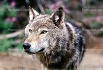 Wolf and Husky, Wolves, Alaska, AMDV01P02_08