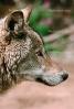Wolf and Husky, Wolves, Alaska, AMDV01P02_09.1711