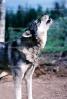 Wolf and Husky, Wolves, Alaska, AMDV01P02_10