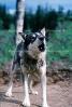 Wolf and Husky, Wolves, Alaska, AMDV01P02_11