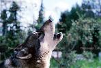 Wolf and Husky, Wolves, Alaska, AMDV01P02_15