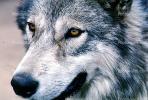 Wolf and Husky, Wolves, Alaska, AMDV01P02_17