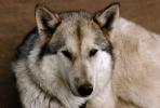 Wolf and Husky, Wolves, Alaska, AMDV01P02_18.1712