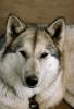 Wolf and Husky, Wolves, Alaska, AMDV01P02_19.1712