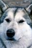 Wolf and Husky, Wolves, Alaska, AMDV01P03_01