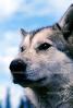 Wolf and Husky, Wolves, Alaska, AMDV01P03_03