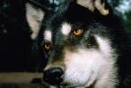 Wolf and Husky, Wolves, Alaska, AMDV01P03_05.1712