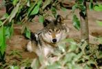 Wolf and Husky, Wolves, Alaska, AMDV01P03_06.1712