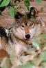 Wolf and Husky, Wolves, Alaska, AMDV01P03_06B.1712