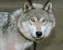 Wolf and Husky, Wolves, Alaska, AMDV01P03_07
