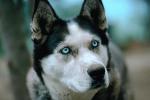 Wolf and Husky, Wolves, Alaska, AMDV01P03_09