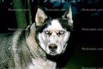 Wolf and Husky, Wolves, Alaska, AMDV01P03_10.0150