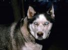 Wolf and Husky, Wolves, Alaska, AMDV01P03_10.1712