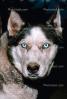 Wolf and Husky, Wolves, Alaska, AMDV01P03_10B.1712