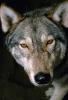 Wolf and Husky, Wolves, Alaska, AMDV01P03_16.1712
