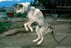 Wolf and Husky, Wolves, Alaska, AMDV01P03_17