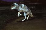 Wolf and Husky, Wolves, Alaska, AMDV01P03_18