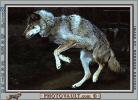 Wolf and Husky, Wolves, Alaska, AMDV01P03_18B
