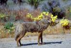 Coyote, Joshua Tree National Monument, AMDV01P04_06.1712