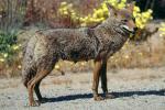 Coyote, Joshua Tree National Monument, AMDV01P04_06B.1712