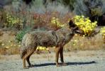 Coyote, Joshua Tree National Monument, AMDV01P04_07.1712