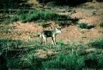 Coyote, AMDV01P04_09