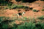 Coyote, AMDV01P04_10