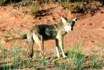 Coyote, AMDV01P04_10B