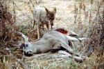 Coyote, Coyote eating a deer, AMDV01P04_16