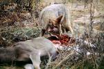 Coyote, Coyote eating a deer, AMDV01P04_17