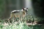 Gray Wolf, (Canis lupus), AMDV01P05_05