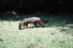 fox, AMDV01P05_07