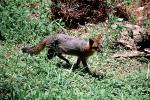 fox, AMDV01P05_08