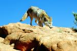 Gray Wolf, Wolves, AMDV01P05_15