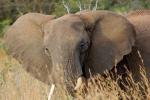 African Elephants, tusk, ivory, AMED01_003