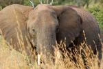 African Elephants, AMED01_004