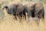 African Elephants, AMED01_005