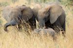 African Elephants, AMED01_006