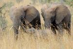 African Elephants, AMED01_007