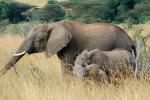 African Elephants, baby, tusk, ivory, AMED01_009