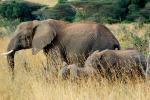 African Elephants, baby, tusk, ivory, AMED01_010