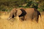 African Elephants, tusk, ivory, AMED01_011