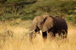 African Elephants, tusk, ivory, AMED01_012